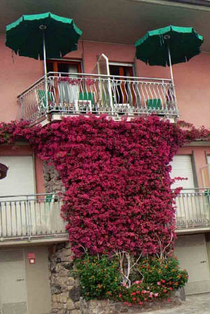 italianflowerssmall.jpg